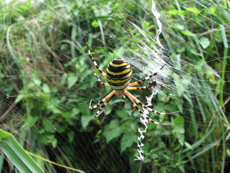 Ragni bresciani (Araneus diadematus e Argiope bruennichi)